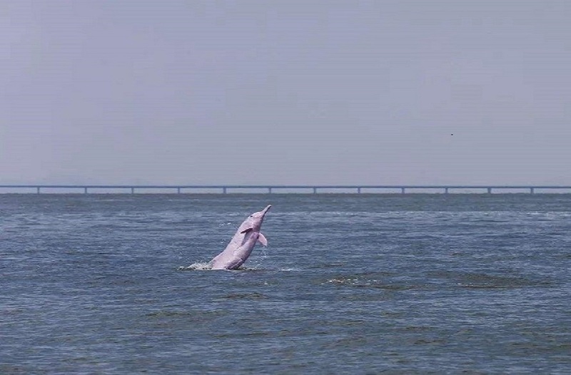 珠江口中华白海豚国家级自然保护区位于珠江口水域内伶仃岛至牛头岛